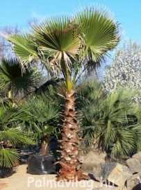 Washingtonia Filifera